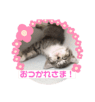 サバシロの日常（個別スタンプ：2）