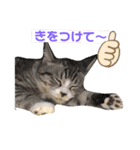 サバシロの日常（個別スタンプ：3）