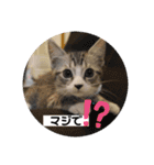 サバシロの日常（個別スタンプ：4）