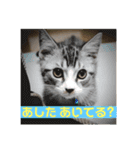 サバシロの日常（個別スタンプ：5）