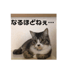 サバシロの日常（個別スタンプ：6）