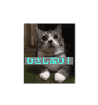 サバシロの日常（個別スタンプ：7）