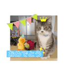 サバシロの日常（個別スタンプ：8）