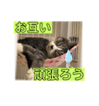 サバシロの日常（個別スタンプ：9）