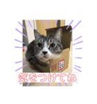 サバシロの日常（個別スタンプ：11）