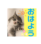 サバシロの日常（個別スタンプ：12）