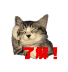 サバシロの日常（個別スタンプ：14）