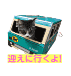 サバシロの日常（個別スタンプ：15）
