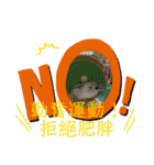 寵物生活照（個別スタンプ：3）
