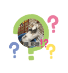 寵物生活照（個別スタンプ：7）