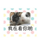寵物生活照（個別スタンプ：9）