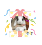 寵物生活照（個別スタンプ：10）