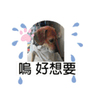 寵物生活照（個別スタンプ：13）