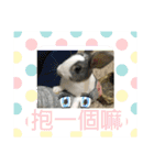 寵物生活照（個別スタンプ：16）
