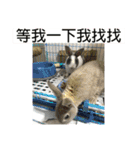 寵物生活照（個別スタンプ：17）