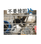 寵物生活照（個別スタンプ：19）