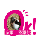 寵物生活照（個別スタンプ：21）