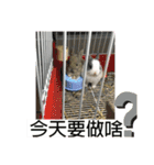 寵物生活照（個別スタンプ：23）