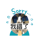寵物生活照（個別スタンプ：24）