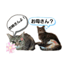 小次郎と仲間達（個別スタンプ：11）