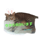 小次郎と仲間達（個別スタンプ：14）