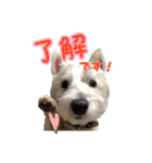 ウエスティ 蓮 のニコニコスタンプ（個別スタンプ：9）