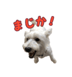 ウエスティ 蓮 のニコニコスタンプ（個別スタンプ：20）