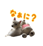 ウエスティ 蓮 のニコニコスタンプ（個別スタンプ：23）