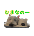 ウエスティ 蓮 のニコニコスタンプ（個別スタンプ：25）