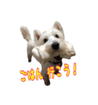 ウエスティ 蓮 のニコニコスタンプ（個別スタンプ：28）