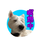 ウエスティ 蓮 のニコニコスタンプ（個別スタンプ：31）