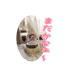ウエスティ 蓮 のニコニコスタンプ（個別スタンプ：37）