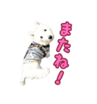 ウエスティ 蓮 のニコニコスタンプ（個別スタンプ：39）