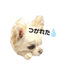 可愛いルルのおはなし（個別スタンプ：16）