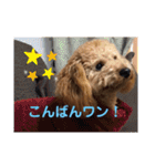 アールスタンプ੯•`໒（個別スタンプ：16）