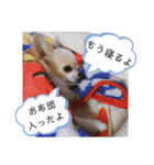 しょう＆ちい（チワワ）③（個別スタンプ：7）