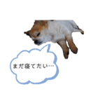 しょう＆ちい（チワワ）③（個別スタンプ：15）