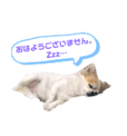 しょう＆ちい（チワワ）③（個別スタンプ：16）