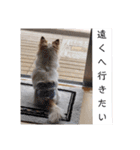 しょう＆ちい（チワワ）③（個別スタンプ：18）
