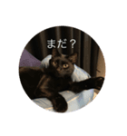 黒猫写真（個別スタンプ：1）