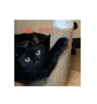 黒猫写真（個別スタンプ：2）