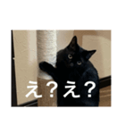 黒猫写真（個別スタンプ：3）