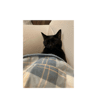 黒猫写真（個別スタンプ：5）