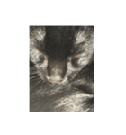 黒猫写真（個別スタンプ：6）