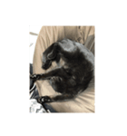 黒猫写真（個別スタンプ：7）