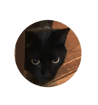 黒猫写真（個別スタンプ：8）