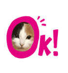 プィ家族（個別スタンプ：4）