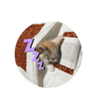プィ家族（個別スタンプ：8）