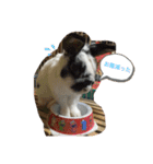 ぶち丸くん（個別スタンプ：2）