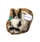 ぶち丸くん（個別スタンプ：3）